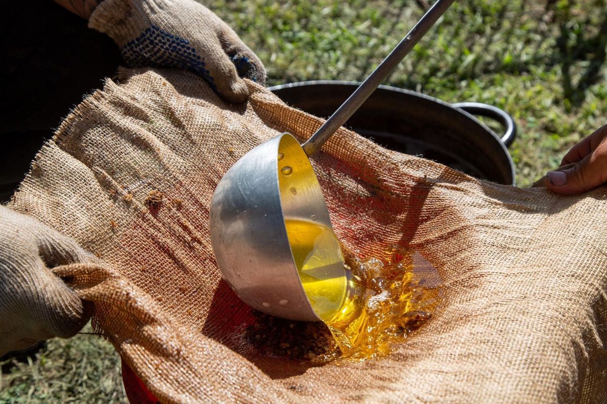 Extraction and Quality of Argan Oil