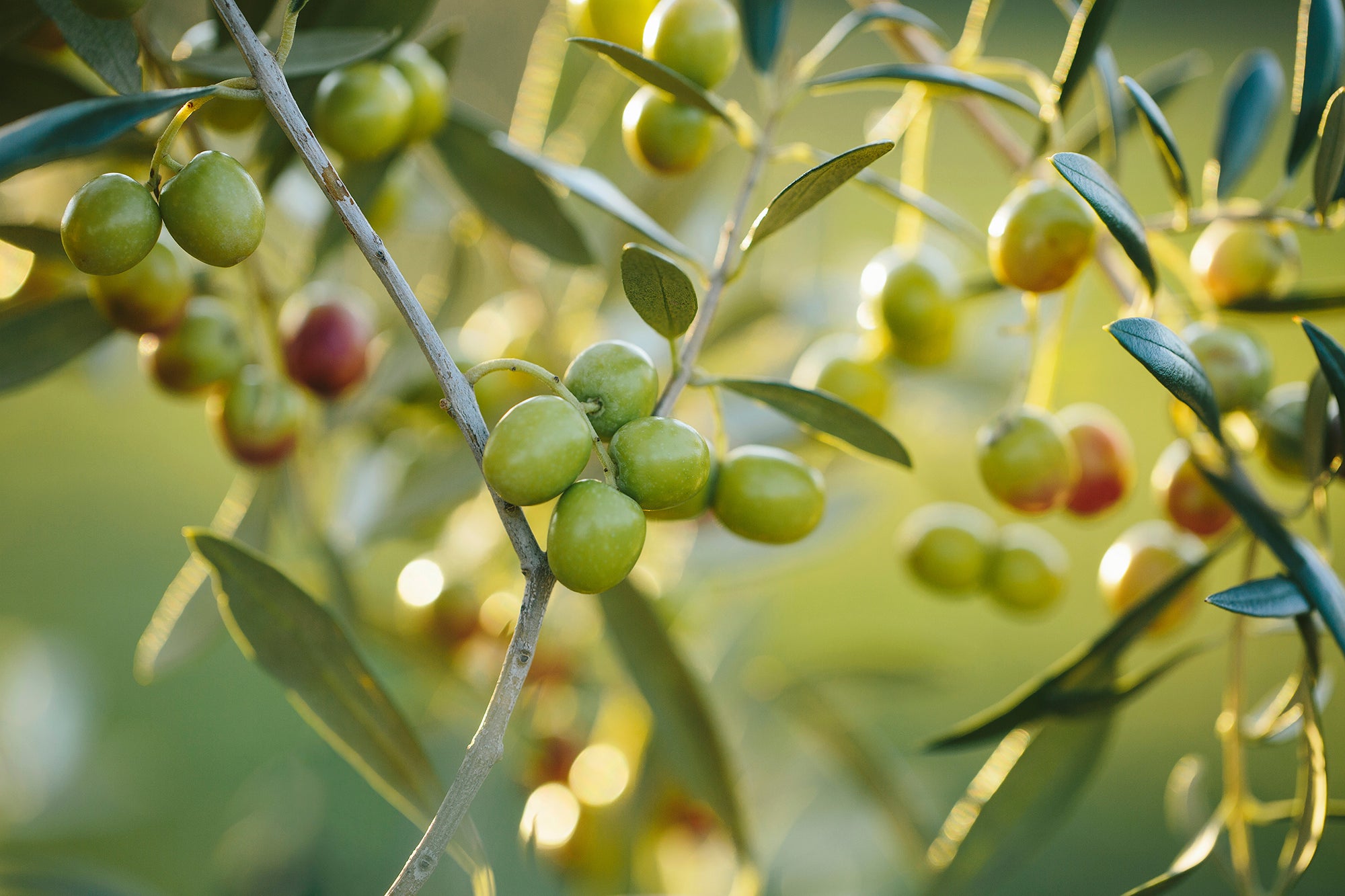 Nurtured With Love For Generations,  Minarra Rich Olive Oil
