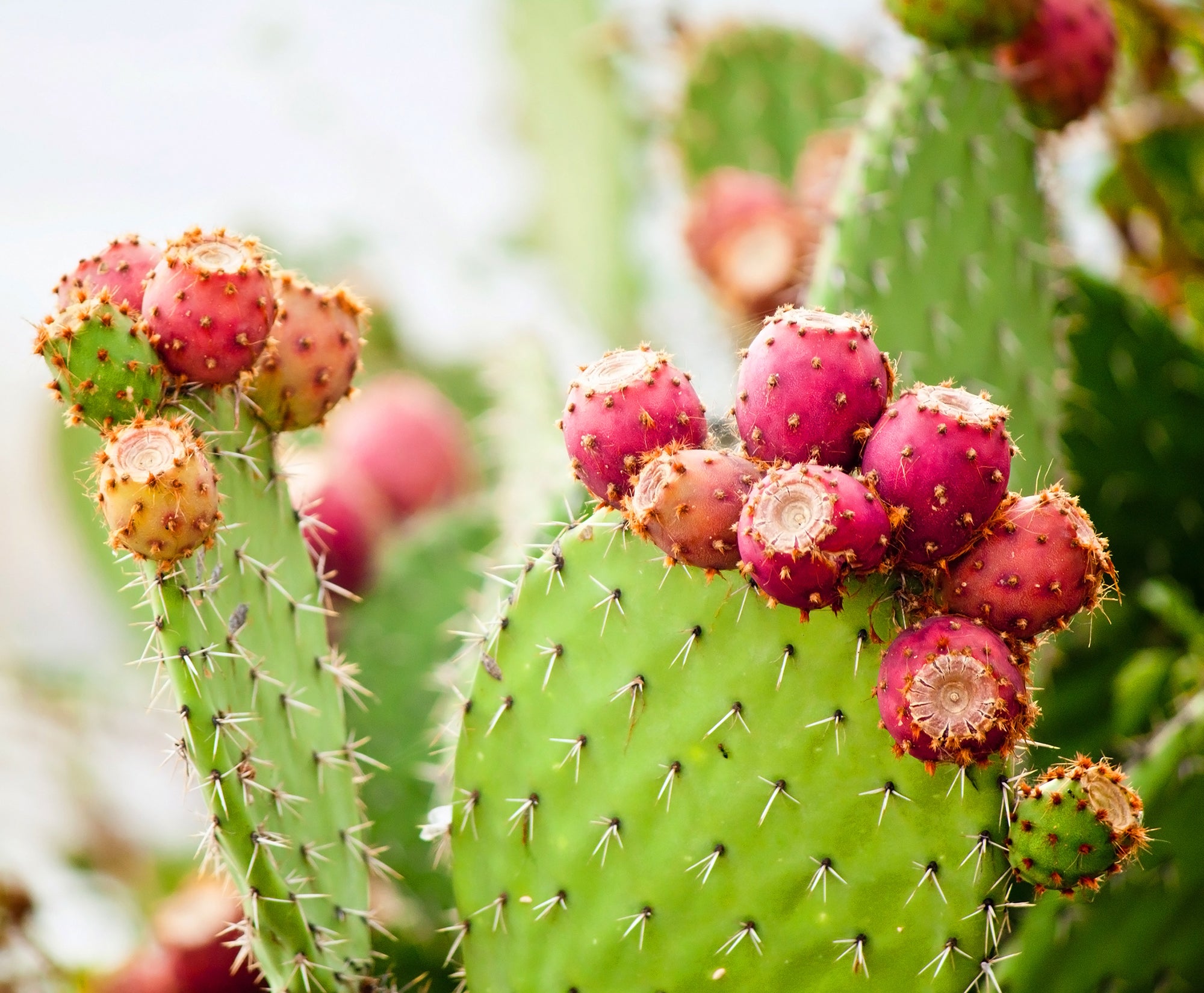 A Surprising Star Rises in Skincare