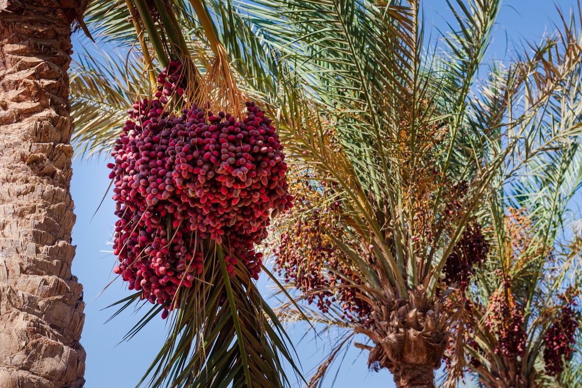 Guide to Date Palms and Their Origins